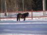 lokalne pony